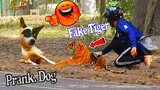 Fake Tiger Prank Dog Very Funny - Try Not To Laugh For This Dog Prank Video