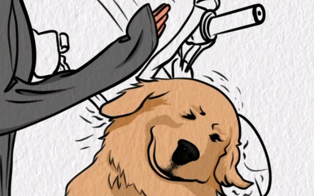 Seekor anjing golden retriever yang pemalu dan galak bertemu dengan seekor corgi di jalan dan ditamp