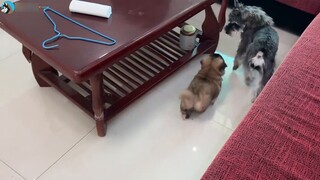 Saat Anda membawa pulang seekor anak anjing, bagaimana reaksi ketiga anjing di rumah tersebut?