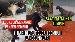 Subhan Allah Kucing Hitam Lumpuh Yang Menangis Minta Tolong Saat Hamil Besar Sudah Bisa Jalan..!