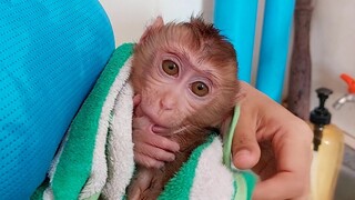 Coconut monkey very well behave in shower