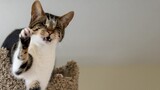 How Does a Blind Cat Jump off a Cat Tree?