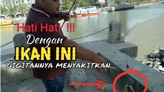 Dapat Ikan ini, Si Abang Terus Memotong Tali Senarnya || Mancing Seru - Blands Hidayat