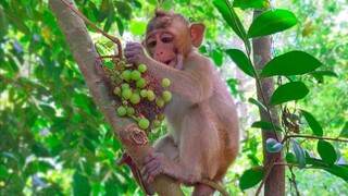 Wow, Tiny adorable Toto is very clever she knows very well which fruit can eat & enjoys eating grape