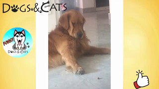 Cute And Funny Dogs Video - Funny Dog Try Not To Laugh