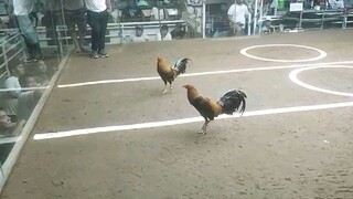 3cock Derby  2nd fight win