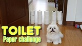 Shih Tzu Reacts to The Toilet Paper Challenge ( Cute Funny Dog Video)