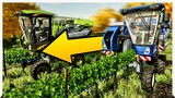 FAST GRAPES // Cut Your Harvest Time IN HALF // Farming Simulator 2022 Gameplay