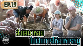 ส่งเสนาหอยไปฝึกการให้อาหารหมู(Feeding Hungry Pigs)​ [ SIRINFARM ] EP.19