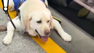 There are only more than 200 guide dogs in the country, and their daily lives are actually like this