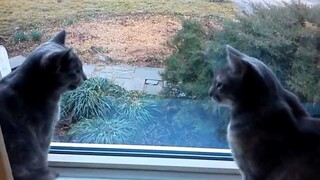 Two cats having a conversation