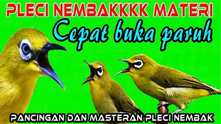 Pleci Nembakkkk Buka Paruh Cocok Buat Pancingan dan Masteran Pleci || Pleci Nembak Materi