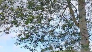keindahan kebun teh pagar alam