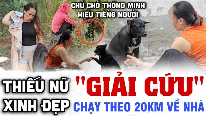 Tá Hỏa Nữ Tổng Tài Xinh Đẹp "U30" Giải Cứu Chú Chó Thông Minh Lạc Chủ Hiểu Được Tiếng Người Kỳ Lạ ?