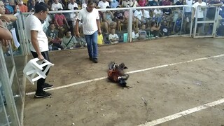 Dumaguete cockpit 3stag/cock birthday derby 1st fight Win.BANILAD FARM