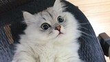 [Nhật ký nuôi mèo] Đường Trắng là bé mèo đáng yêu!!