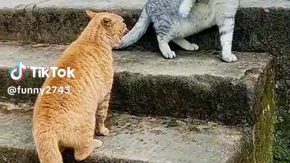 Funny Cat's