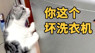 猫咪担心家里淹水，洗衣机一开就超生气