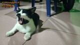 Drama Kucing lucu - Komedi Jawa - Ora Oleh Menthil