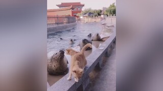 Bị ăn đập nhưng không không được ăn cá,khóc 😭 pet haicau mèo cute ONhaVanVui