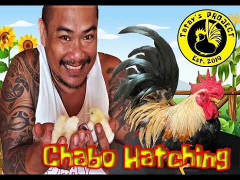 Chabo Hatching