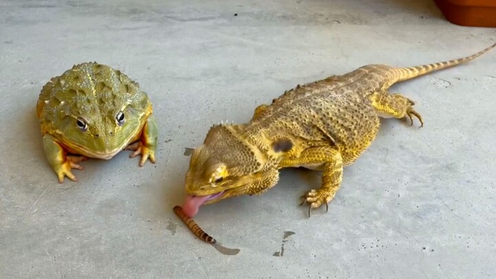 Cuộc chiến giành thức ăn của ếch và thằn lằn, con nào sẽ chiến thắng?