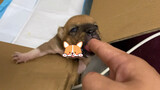 Peliharaan Lucu | Anjing Kecil yang Lapar