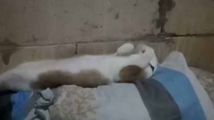 si coki lagi bobo. comelnyaaa...