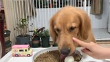What the dog wants is not the egg, but a slap