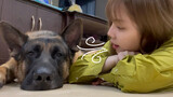 Peliharaan Imut|Keseharian Bersama Anjing Gembala Jerman