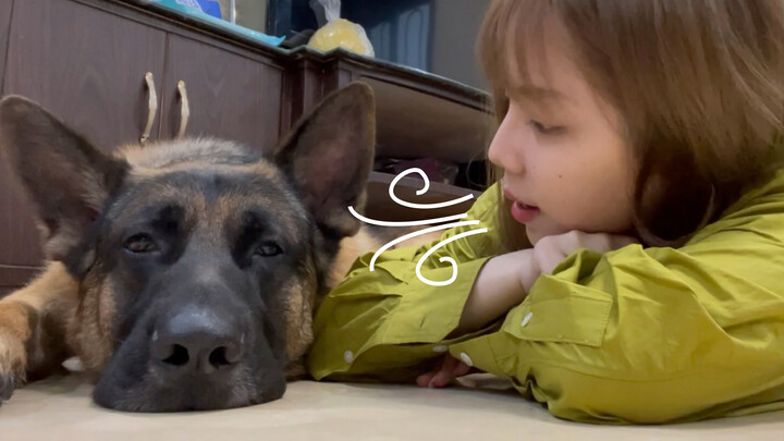 Pet|The daily life with the German Shepherd