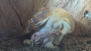 The birth of a baby owl