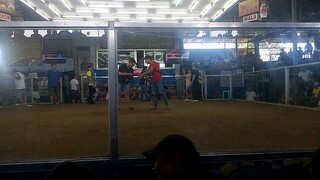 galing Ng manok