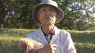 Cụ bà 70 tuổi mỗi ngày bế 6 chú chó con đi tìm mẹ chó hoang