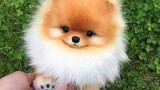 Cute Puppy Video Compilations