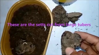 Ube project - purple Yam planted in old spin dryer
