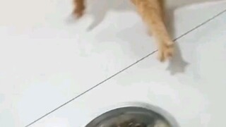 kucing Jalan nya kaya gitu🤣🤣🤣🤣