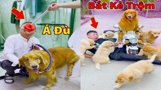 Thú Cưng TV | Lốp và Bố | Chó Golden Gâu Đần thông minh vui nhộn | Pets cute smart dog