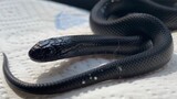 Useful Stuff for Online Purchasing and First-Time Kingsnake Raisers