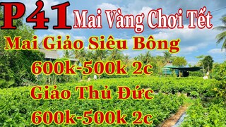 mai vàng chơi tết p41 | 0387385380 A Hòa | mai giảo siêu bông 600k-500k- thủ đức 600k-500k