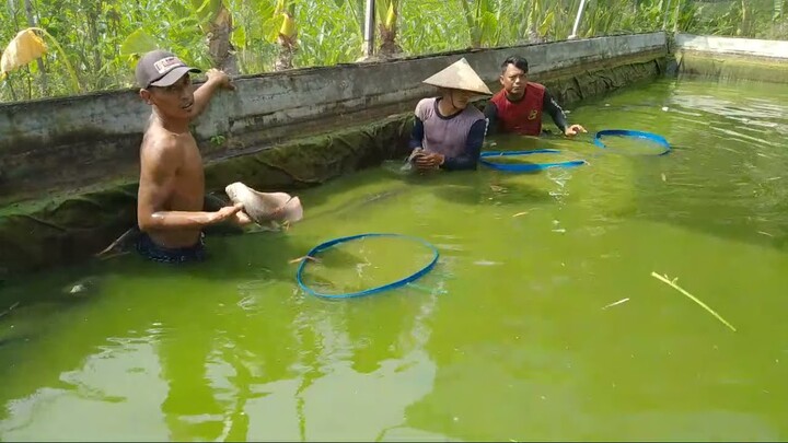 Panen Ikan Gurame
