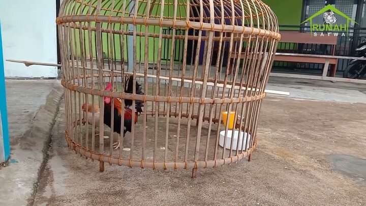 Ayam Kate | Seratus ribu dapet sejodo