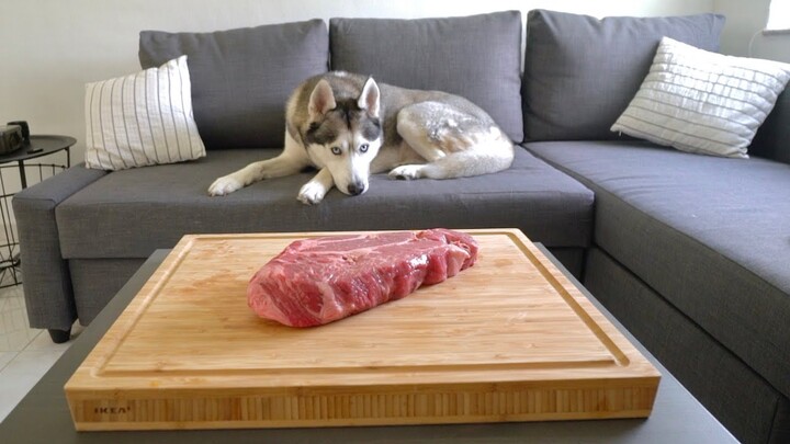 Leaving My Husky Alone with a Huge Beef Steak..