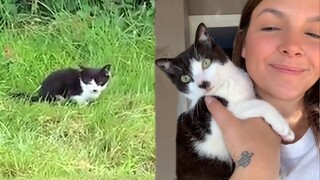 Woman Saving Alone Kittens in the Fields of Bali - Emotional Videos