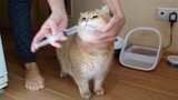 "Injecting" a Piggy Cat