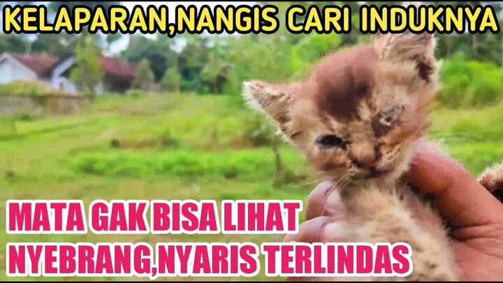 NYAWA ANAK KUCING INI HAMPIR MELAYANG TERLINDAS MOBIL KARENA MENYEBERANG JALAN MENCARI INDUKNYA