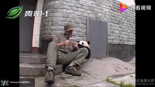 【大熊猫】见人就抱，不管你乐不乐意，这熊猫宝宝真黏人~