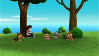 paw patrol musim 6 Episode 2 original