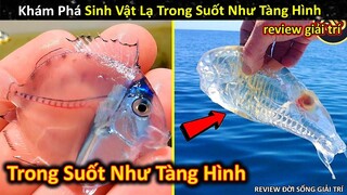 Khám Phá Những Sinh Vật Lạ Có Cơ Thể Trong Suốt Như Tàng Hình || Review Giải Trí Đời Sống