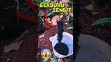 Orang Ini Berburu Semut Untuk Jangkrik ‼️😱 #shorts